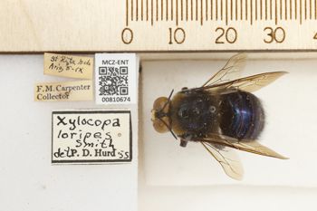Media type: image;   Entomology 810674 Aspect: labels